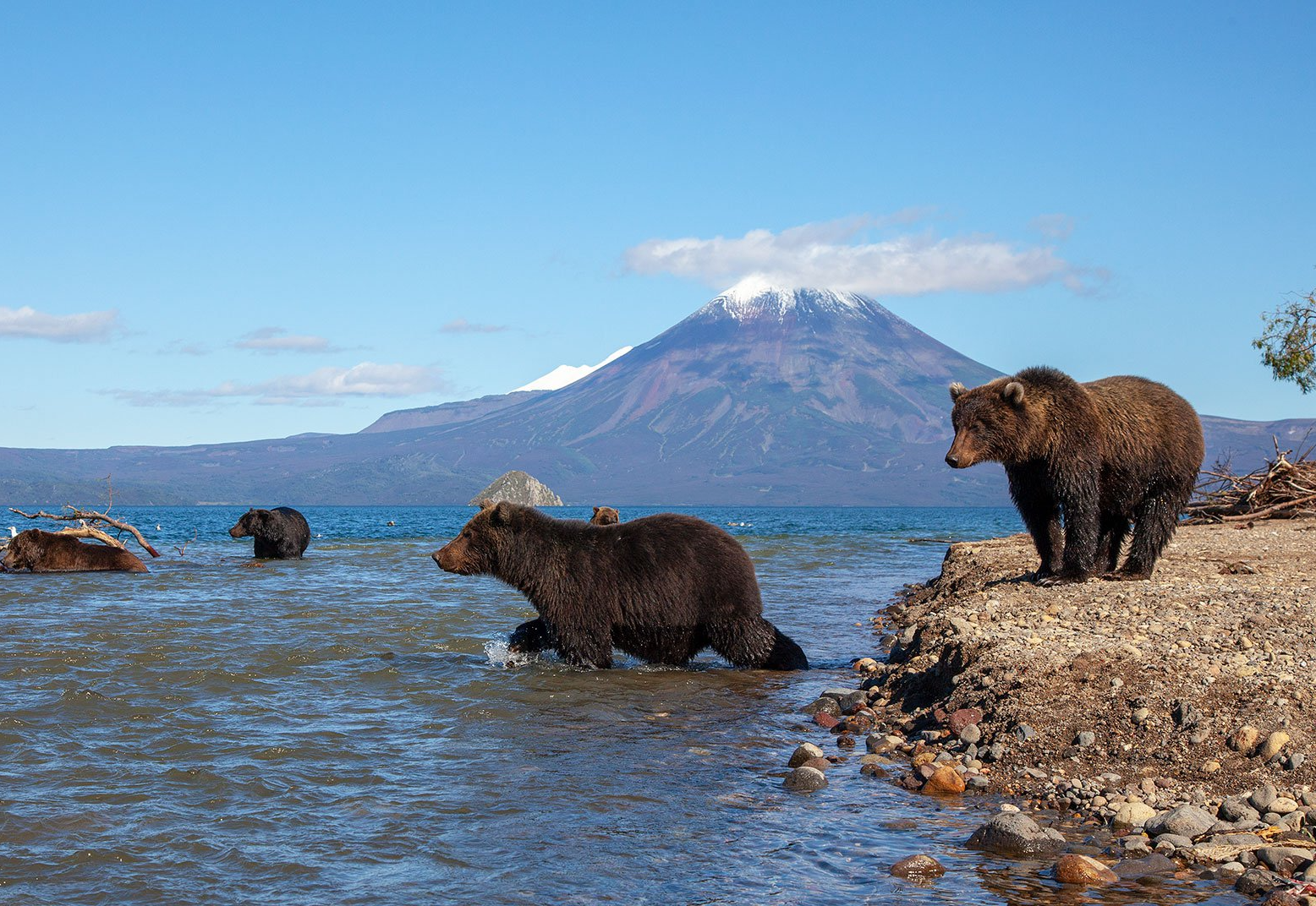 Медведи нагонят жир ловя и поедая лосося